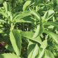 Stevia Candy Organic Seed