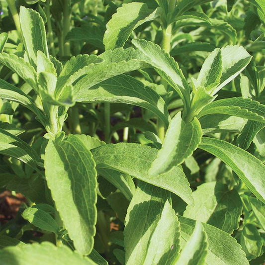 Stevia Candy Organic Seed