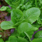 Lettuce Coastal Star MTO Organic Seed