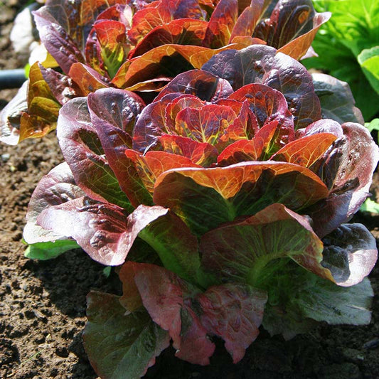Lettuce Pomegranate Crunch MTO Organic Seed