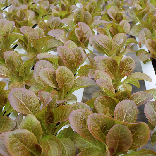 Lettuce Pomegranate Crunch MTO Organic Seed