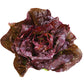 Lettuce Pomegranate Crunch MTO Organic Seed