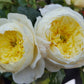 Amnesty Rose Seedlings Flower Seeds Perennial Growing Bonsai Corms Tubers Potted Planting Reblooming Fragrant Garden Roots Rhizomes Species Blooms Plant Bulbs Gardening Tree