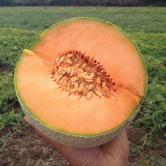 Melon Divergent F1 Organic Seed