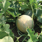 Melon Divergent F1 Organic Seed