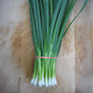 Onion Parade Organic Seed