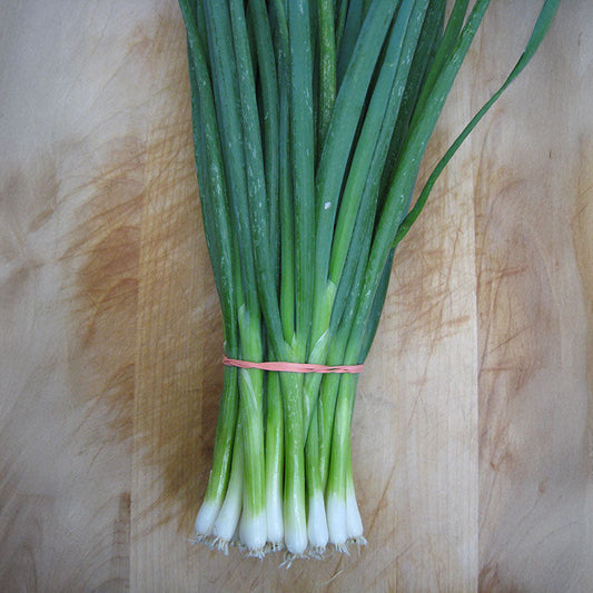 Onion Parade Organic Seed