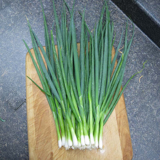 Onion Parade Organic Seed