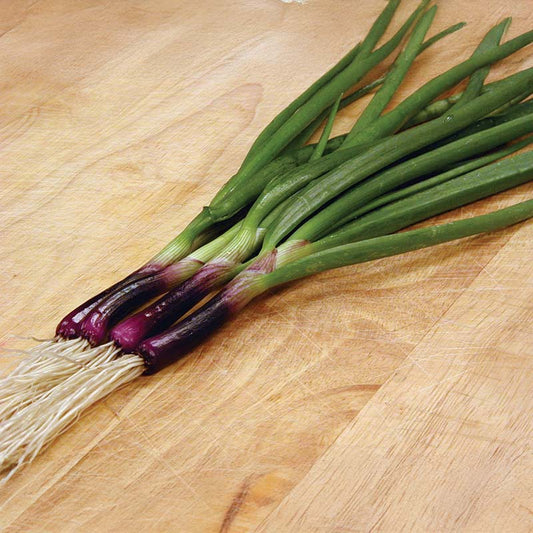 Onion Red Baron Organic Seed