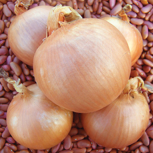 Onion Sedona F1 Organic Seed