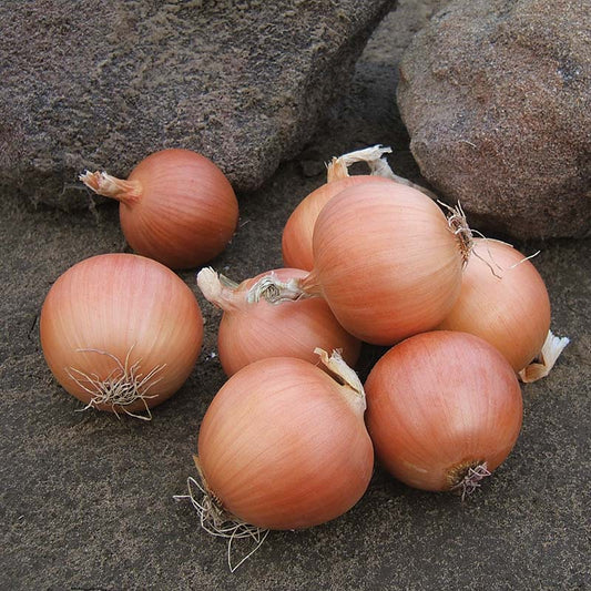Onion Talon F1 Organic Seed