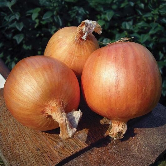 Onion Yankee F1 Organic Seed