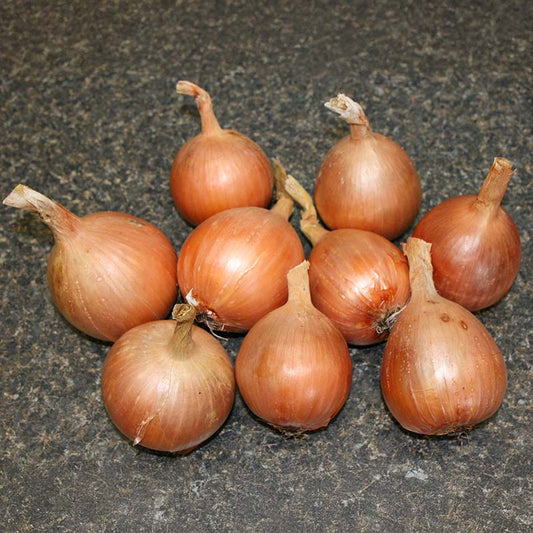 Onion Yankee F1 Organic Seed