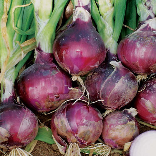 Onion Cabernet F1 Seed