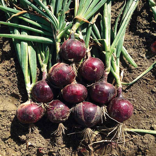 Onion Monastrell F1 Organic Seed