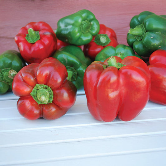 Pepper King Of The North Organic Seed