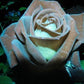 Chocolate Mint Rose Seedlings Flower Seeds Perennial Growing Bonsai Corms Tubers Potted Planting Reblooming Fragrant Garden Roots Rhizomes Species Blooms Plant Bulbs Gardening Tree