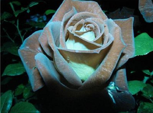 Chocolate Mint Rose Seedlings Flower Seeds Perennial Growing Bonsai Corms Tubers Potted Planting Reblooming Fragrant Garden Roots Rhizomes Species Blooms Plant Bulbs Gardening Tree