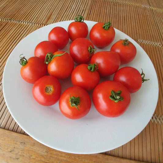 Tomato Red Racer F1 Seed
