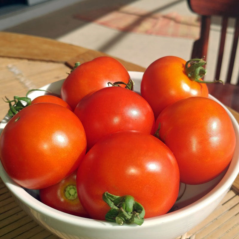 Tomato Red Racer F1 Seed