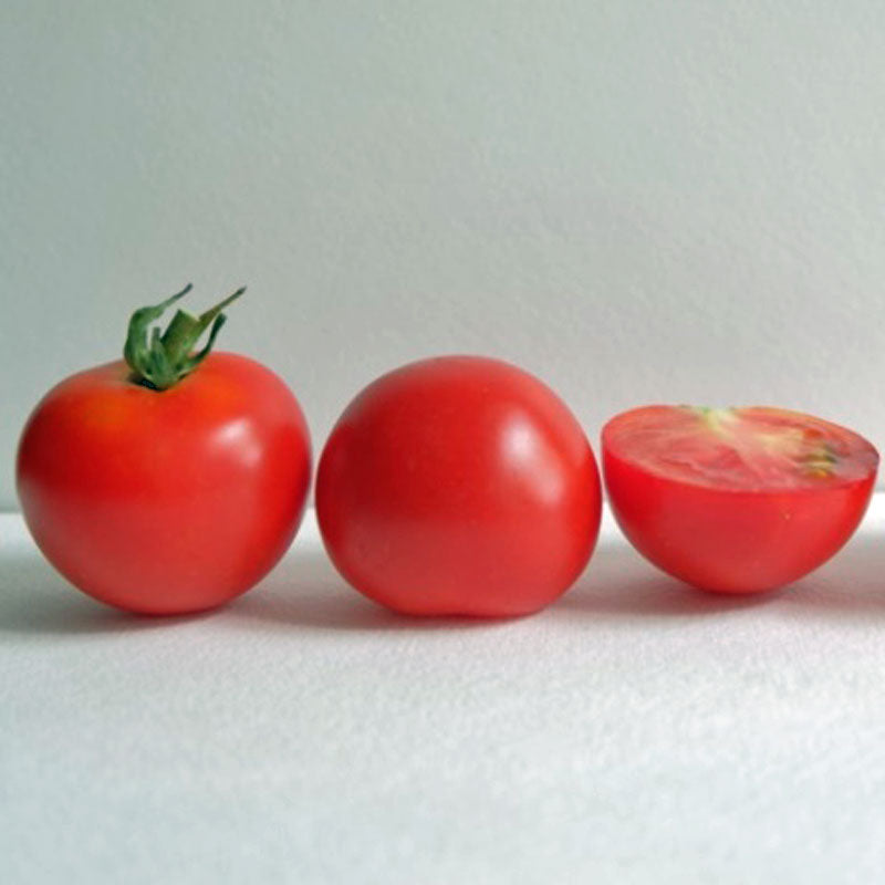 Tomato Red Racer F1 Seed