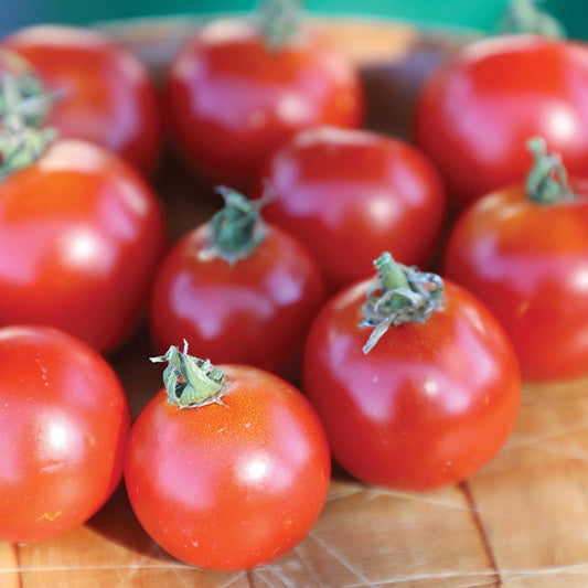 Tomato Red Racer F1 Seed