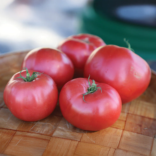Tomato Damsel F1 Seed