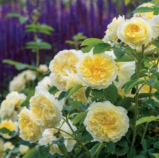 Bi Color Yellow Rose Seedlings Flower Seeds Perennial Growing Bonsai Corms Tubers Potted Planting Reblooming Fragrant Garden Roots Rhizomes Species Blooms Plant Bulbs Gardening Tree