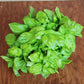 Basil Everleaf Genovese Seed
