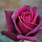 Bright Purple Rose Seedlings Flower Seeds Perennial Growing Bonsai Corms Tubers Potted Planting Reblooming Fragrant Garden Roots Rhizomes Species Blooms Plant Bulbs Gardening Tree