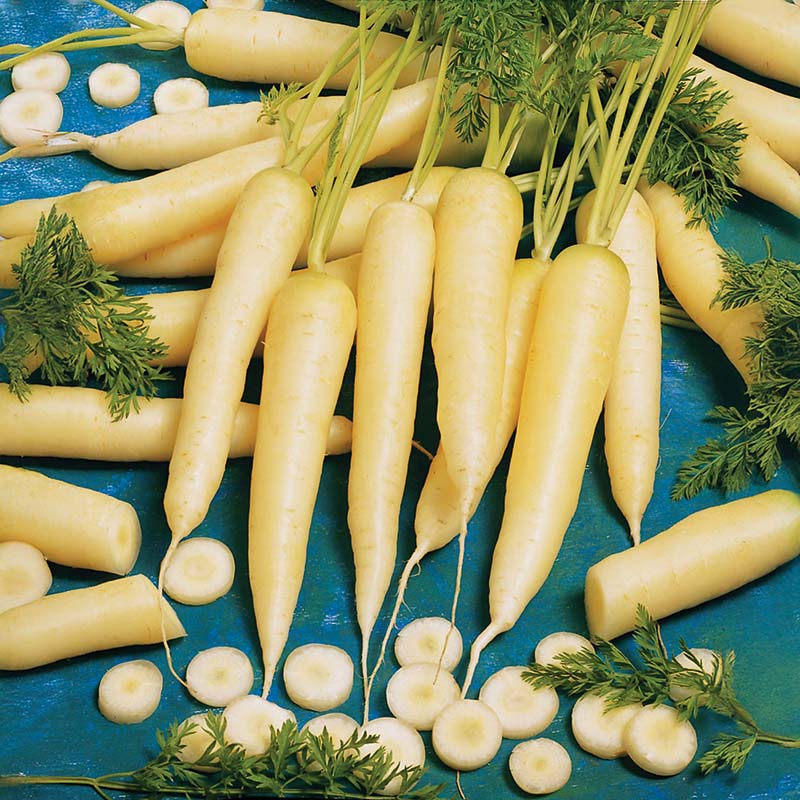 Carrot White Satin F1 Seed
