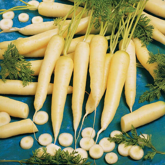 Carrot White Satin F1 Seed