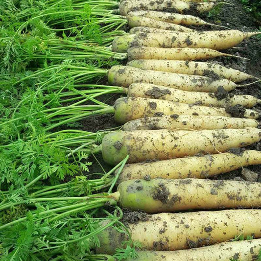 Carrot White Satin F1 Seed