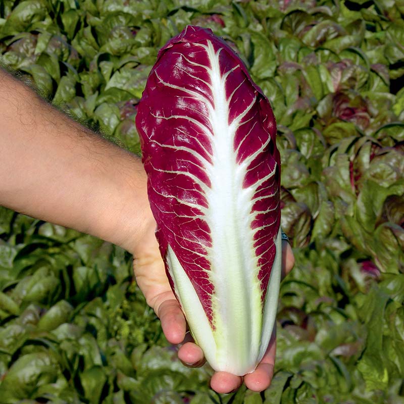 Radicchio Fiero F1 Organic Seed