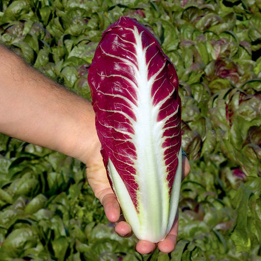 Radicchio Fiero F1 Organic Seed