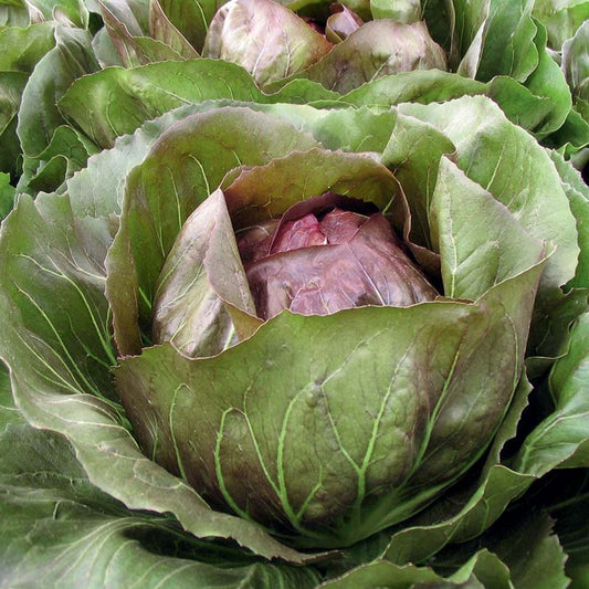 Radicchio Leonardo F1 Organic Seed