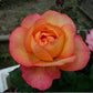 Bright Pink Orange Rose Seedlings Flower Seeds Perennial Growing Bonsai Corms Tubers Potted Planting Reblooming Fragrant Garden Roots Rhizomes Species Blooms Plant Bulbs Gardening Tree