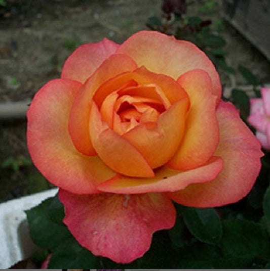 Bright Pink Orange Rose Seedlings Flower Seeds Perennial Growing Bonsai Corms Tubers Potted Planting Reblooming Fragrant Garden Roots Rhizomes Species Blooms Plant Bulbs Gardening Tree