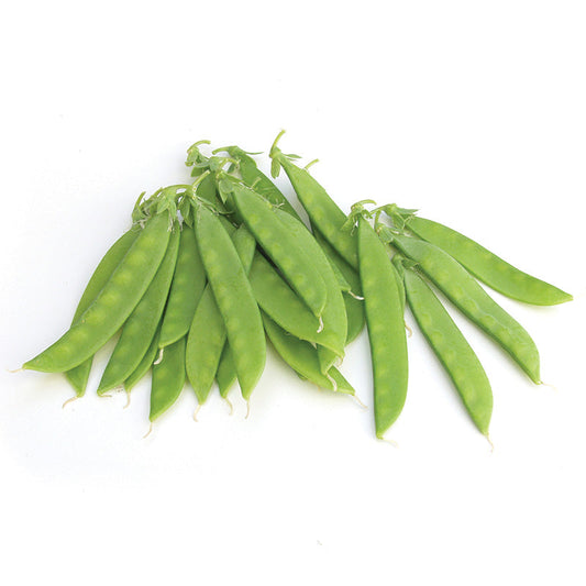 Pea Norli Organic Seed