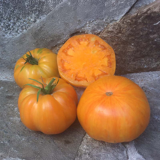 Tomato Orange Jazz Organic Seed