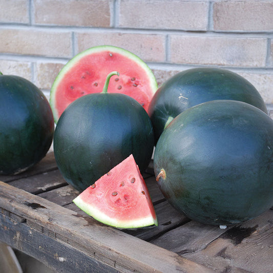 Watermelon Black Tail Mountain Organic Seed
