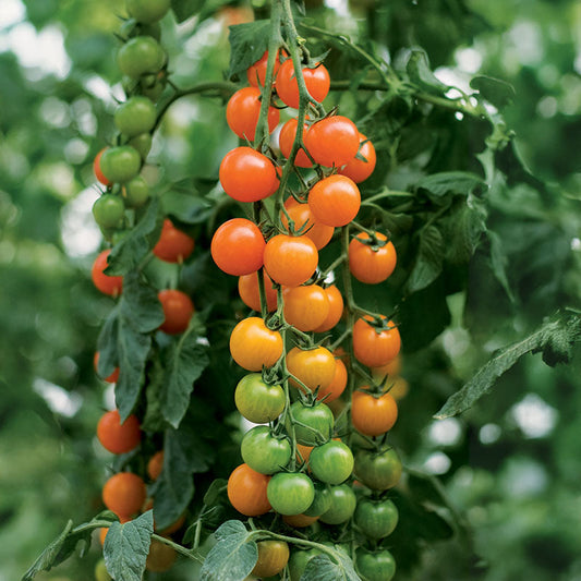 Tomato Toronjina F1 Organic Seed