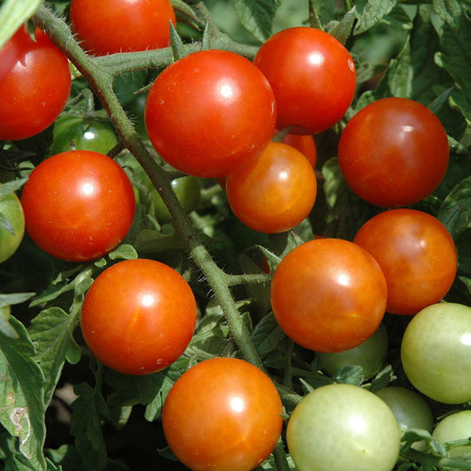Tomato Toronjina F1 Organic Seed