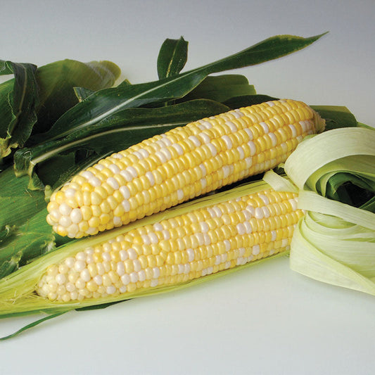 Sweet Corn Sweetness F1 Seed
