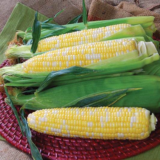 Sweet Corn Temptress F1 Seed