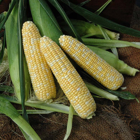 Sweet Corn Hero XR F1 Seed