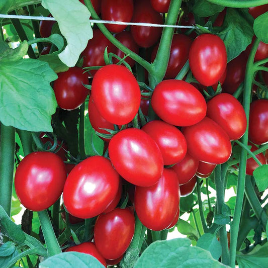 Tomato Ruby Crush F1 Seed