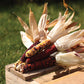 Ornamental Corn Firecracker Seed