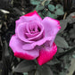 Bright Pink Purple Rose Seedlings Flower Seeds Perennial Growing Bonsai Corms Tubers Potted Planting Reblooming Fragrant Garden Roots Rhizomes Species Blooms Plant Bulbs Gardening Tree