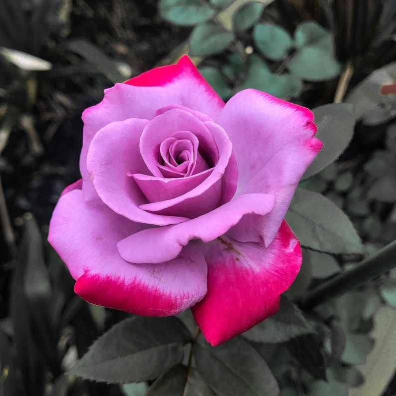 Bright Pink Purple Rose Seedlings Flower Seeds Perennial Growing Bonsai Corms Tubers Potted Planting Reblooming Fragrant Garden Roots Rhizomes Species Blooms Plant Bulbs Gardening Tree